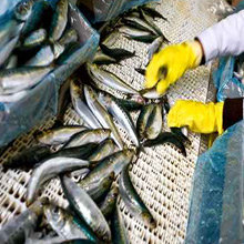 Fish industry